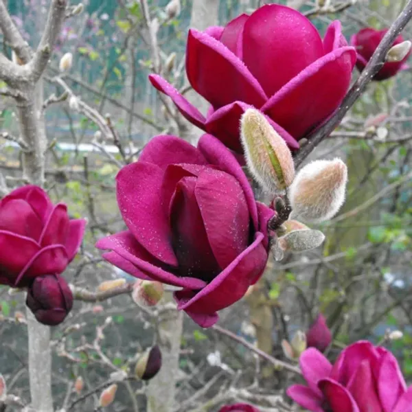 urbageecha Magnolia Liliiflora Genie Plant (2 Feet Height) Price