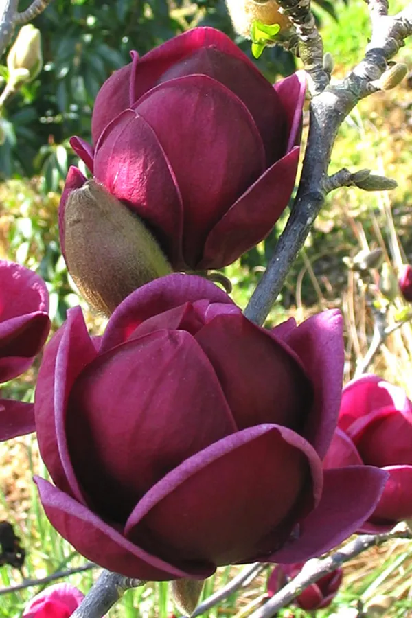 Magnolia_Liliiflora_Genie_Plant_(2_Feet_Height)