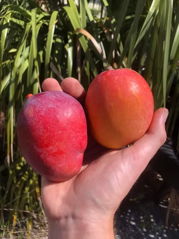 Japanese_Miyazaki_Mango_|_Grafted_And_Hybrid_Plants