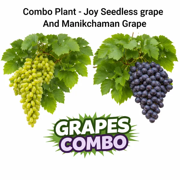 Combo_Plant-Joy_Seedless_grape_And_Manikchaman_Grape_live_Plant