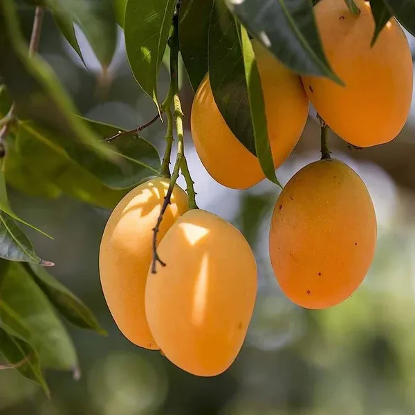 Alphonso_Mango_Plant_|_Grafted_And_Hybrid_Plants
