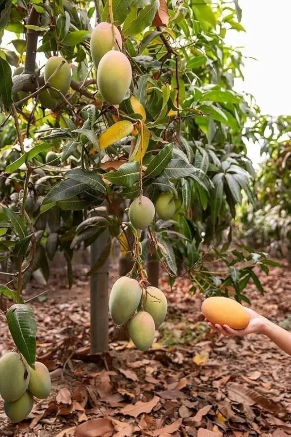 Alphonso_Mango_Plant_|_Grafted_And_Hybrid_Plants