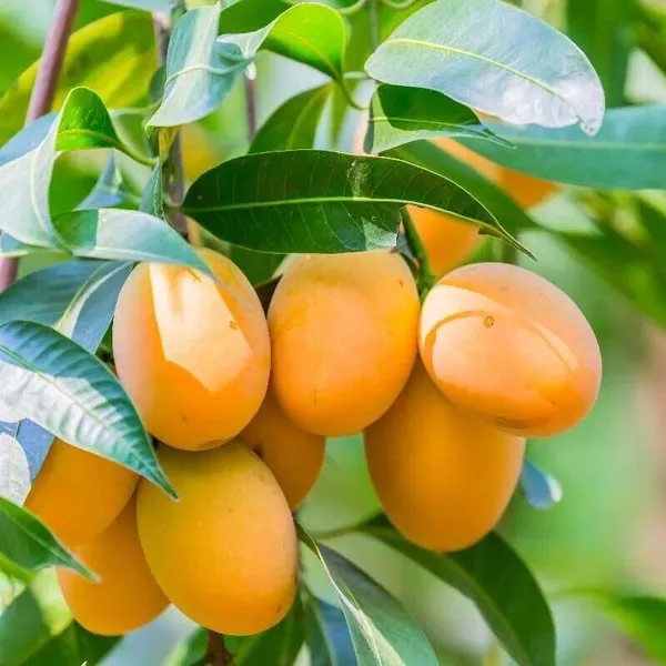 Alphonso_Mango_Plant_|_Grafted_And_Hybrid_Plants