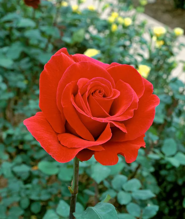 Red_Roses_Fragrant_Flower_Plant