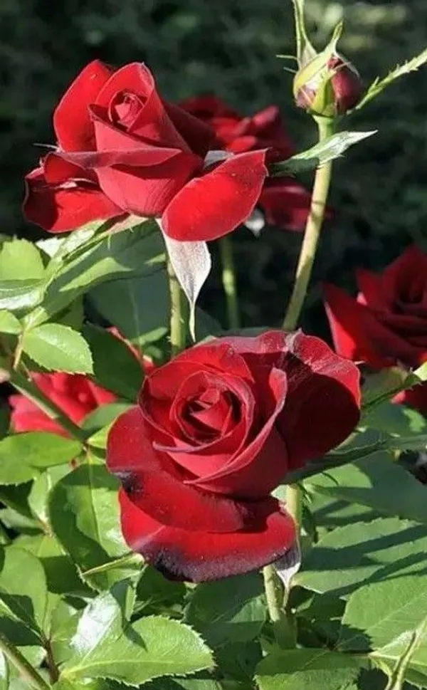 Red_Roses_Fragrant_Flower_Plant