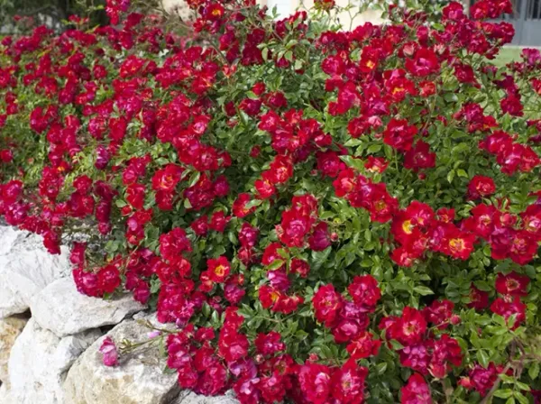 Red_Midland_Roses_Flower_Plant