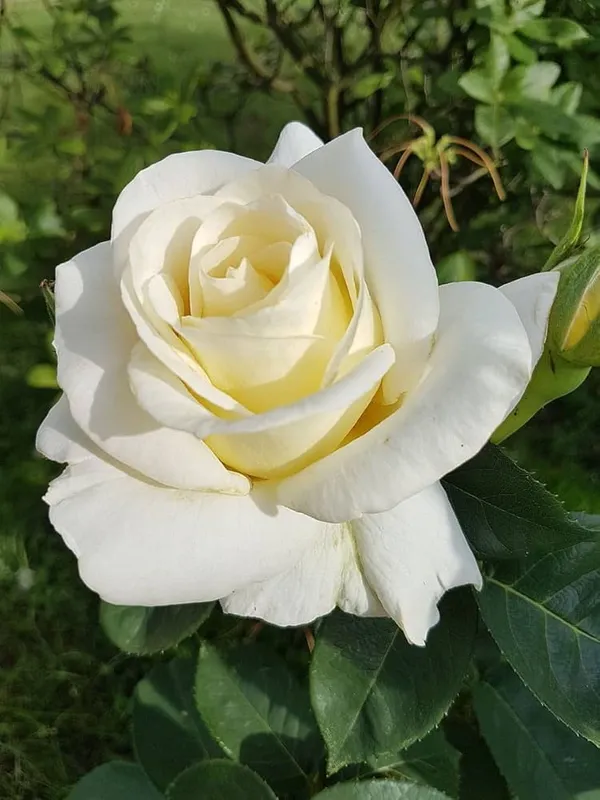 White_Dutch_Roses_Flower_Plant