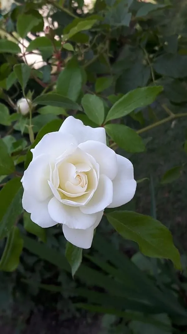 White_Dutch_Roses_Flower_Plant