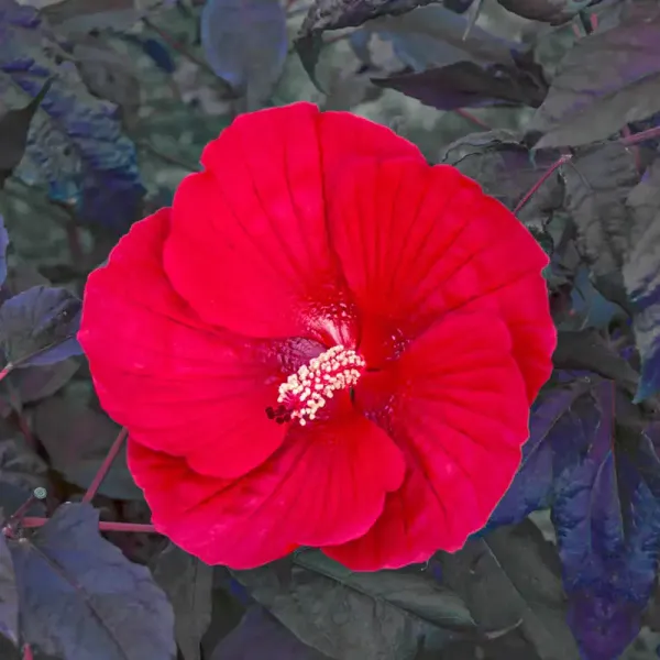 Midnight_Marvel_Hibiscus_Flower_Plant_(2_Feet_Height)