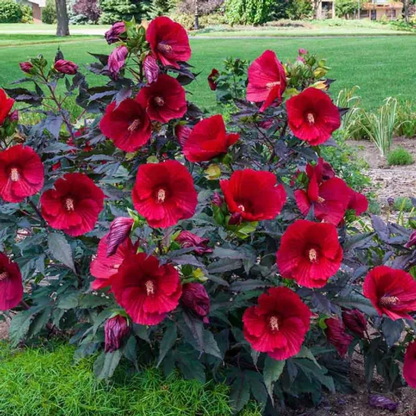 Midnight_Marvel_Hibiscus_Flower_Plant_(2_Feet_Height)