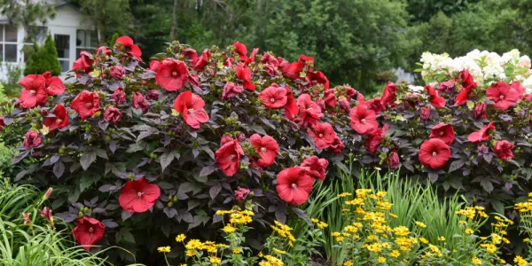 Midnight_Marvel_Hibiscus_Flower_Plant_(2_Feet_Height)