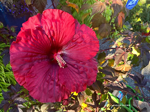 Midnight_Marvel_Hibiscus_Flower_Plant_(2_Feet_Height)