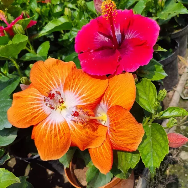Orange_By_White_Hibiscus_Flower_Plant_(2_Feet_Height)