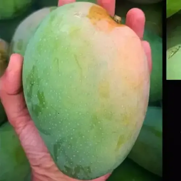 Bombay_Mango_Plant_|_Grafted_And_Hybrid_Plants