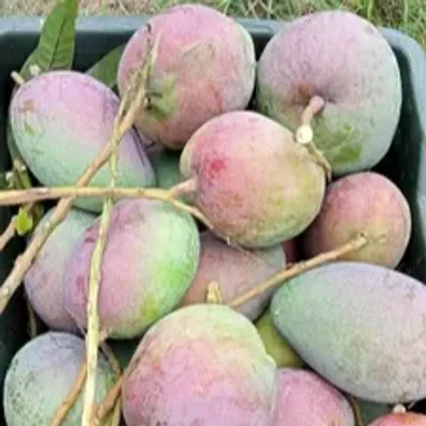 Bombay_Mango_Plant_|_Grafted_And_Hybrid_Plants