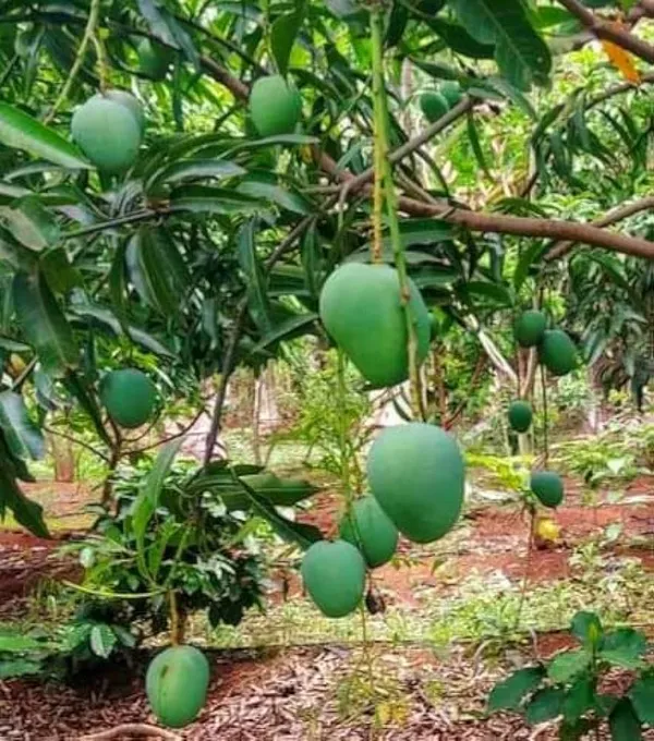 Bombay_Mango_Plant_|_Grafted_And_Hybrid_Plants