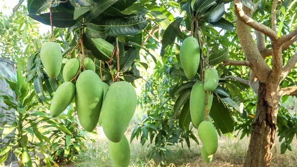 Nurjahan_Mango_Plant_|_Grafted_And_Hybrid_Plant_|_28_cm