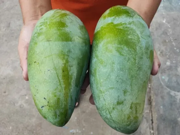 Nurjahan_Mango_Plant_|_Grafted_And_Hybrid_Plant_|_28_cm