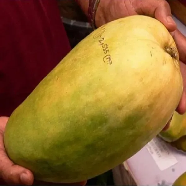 Nurjahan_Mango_Plant_|_Grafted_And_Hybrid_Plant_|_28_cm