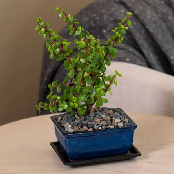 Zade_Summer_Gardening_Plant