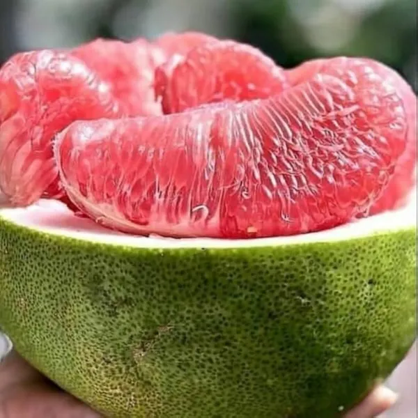 Assembly_Pomelo_Plant_|_Grafted_And_Hybrid_Plants