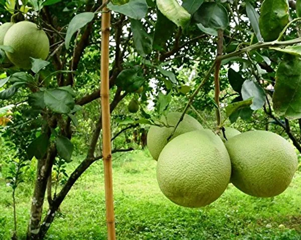 Assembly_Pomelo_Plant_|_Grafted_And_Hybrid_Plants