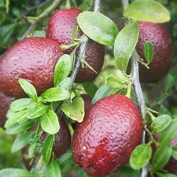 Australian_Red_Lime_|_Grafted_And_Hybrid_Plants