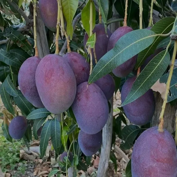 Black_Stone_Mango_|_Grafted_And_Hybrid_Plants_(2.5-3_Feet_Height)