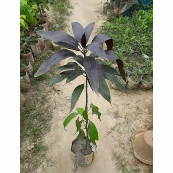 Black_Stone_Mango_|_Grafted_And_Hybrid_Plants_(2.5-3_Feet_Height)
