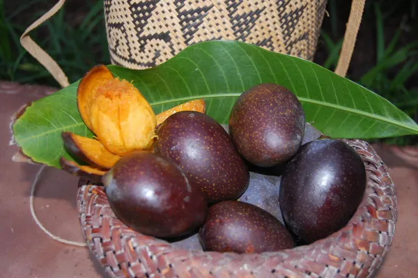 Black_Stone_Mango_|_Grafted_And_Hybrid_Plants_(2.5-3_Feet_Height)
