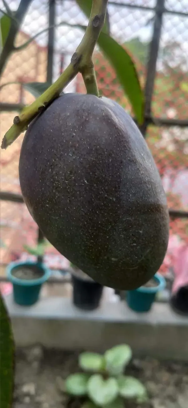 Black_Stone_Mango_|_Grafted_And_Hybrid_Plants_(2.5-3_Feet_Height)