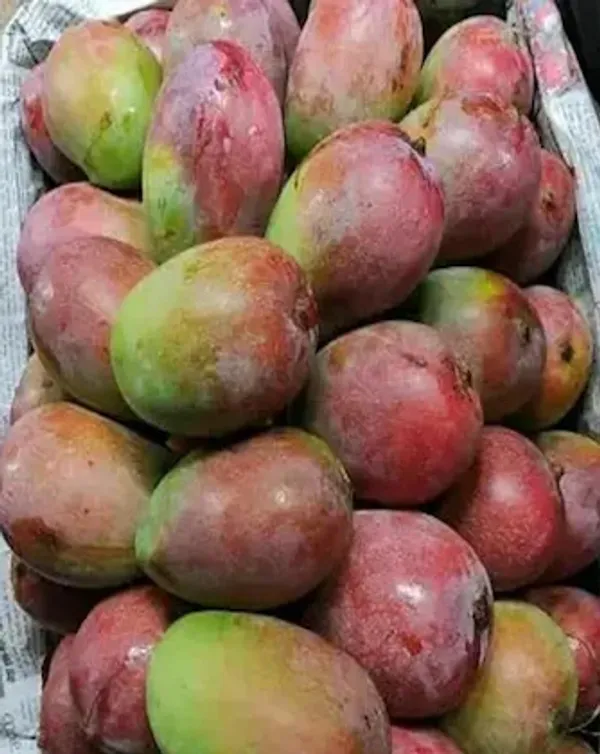 Gulab_Khas_Plant_|_Grafted_And_Hybrid_Plants