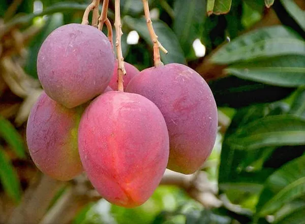 Gulab_Khas_Plant_|_Grafted_And_Hybrid_Plants
