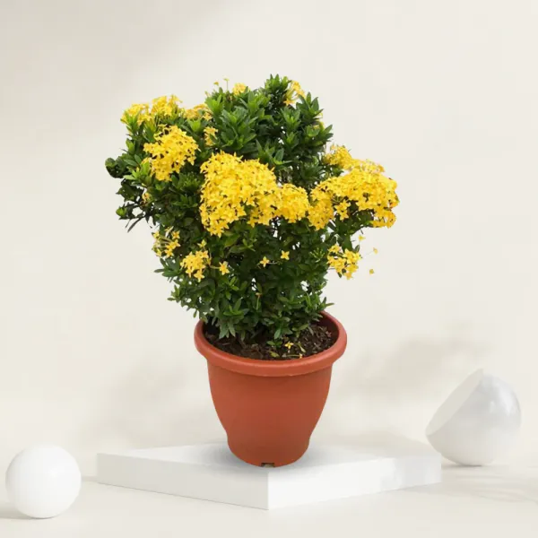 Ixora_Yellow_Flower_Plant