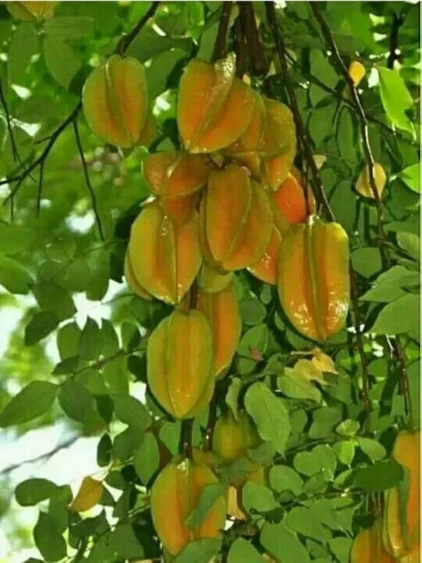 Thai_Star_Fruit_Plant_|_Grafted_And_Hybrid_Plants
