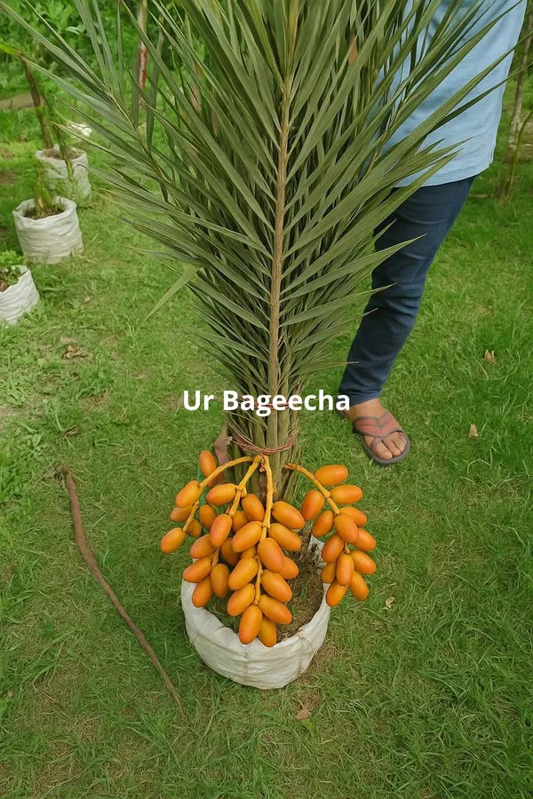 TISSUE_CULTURE_DWARF_DATE_PLAM_(SELF_POLLINATION)_(2_Feet_Height)