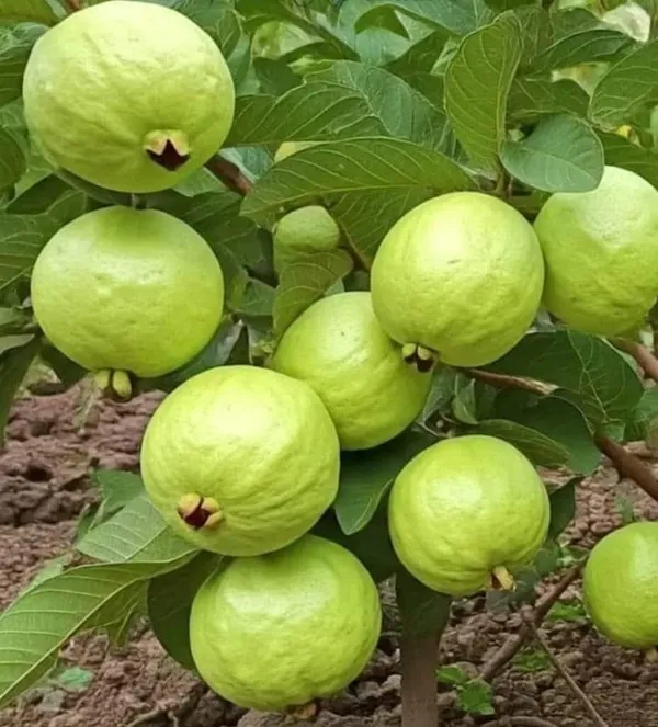Thai_5_Guava_Plant_|_Grafted_And_Hybrid_Plants_(2_Feet_Height)