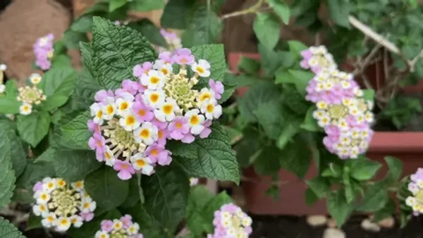 Color_Changing_Lantana_Flower_Plant