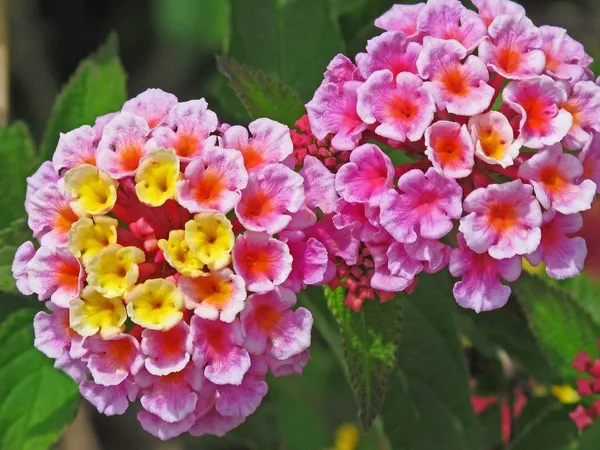 Color_Changing_Lantana_Flower_Plant