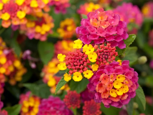 Color_Changing_Lantana_Flower_Plant