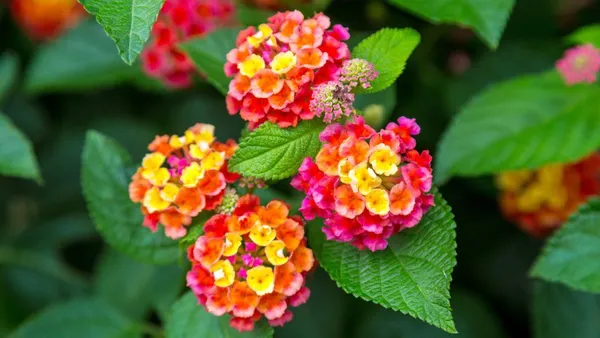 Color_Changing_Lantana_Flower_Plant