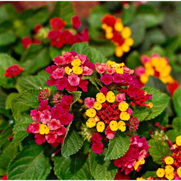 Color_Changing_Lantana_Flower_Plant