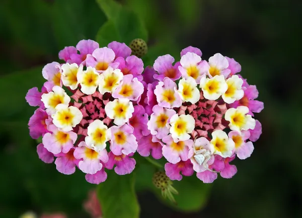 Color_Changing_Lantana_Flower_Plant