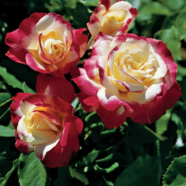 Double_Delight_Roses_Flowering_Plant