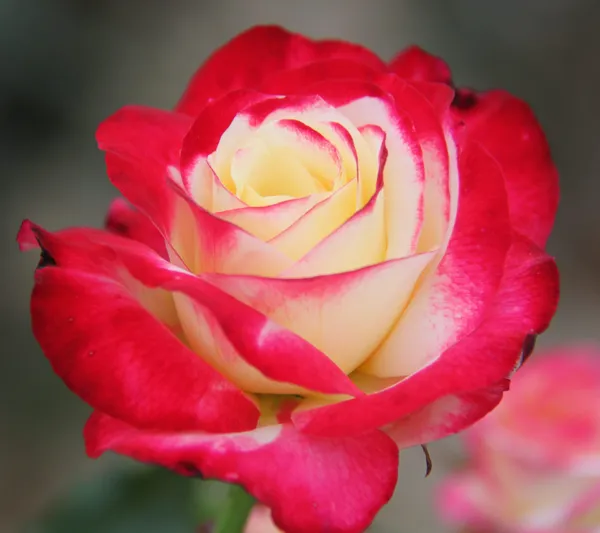 Double_Delight_Roses_Flowering_Plant