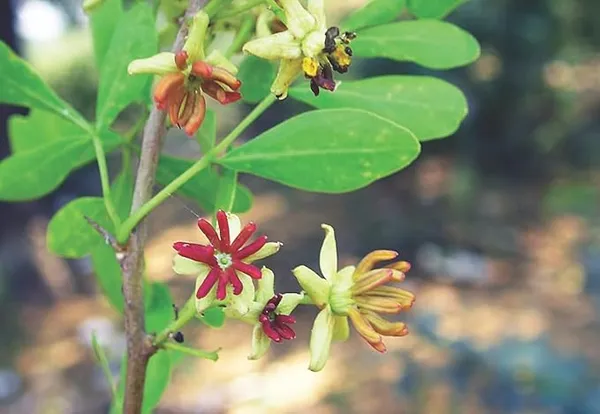 Wood_Apple_Plant_|_Grafted_And_Hybrid_Plants