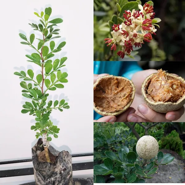 Wood_Apple_Plant_|_Grafted_And_Hybrid_Plants