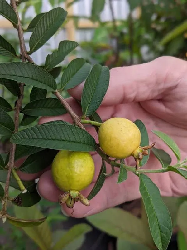 Chinese_Guava_Plant_|_Grafted_And_Hybrid_Plants_(2_Feet_Height)
