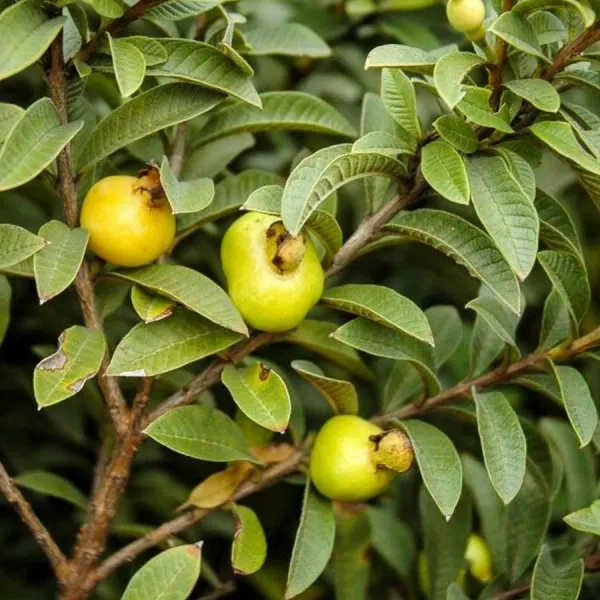 Chinese_Guava_Plant_|_Grafted_And_Hybrid_Plants_(2_Feet_Height)