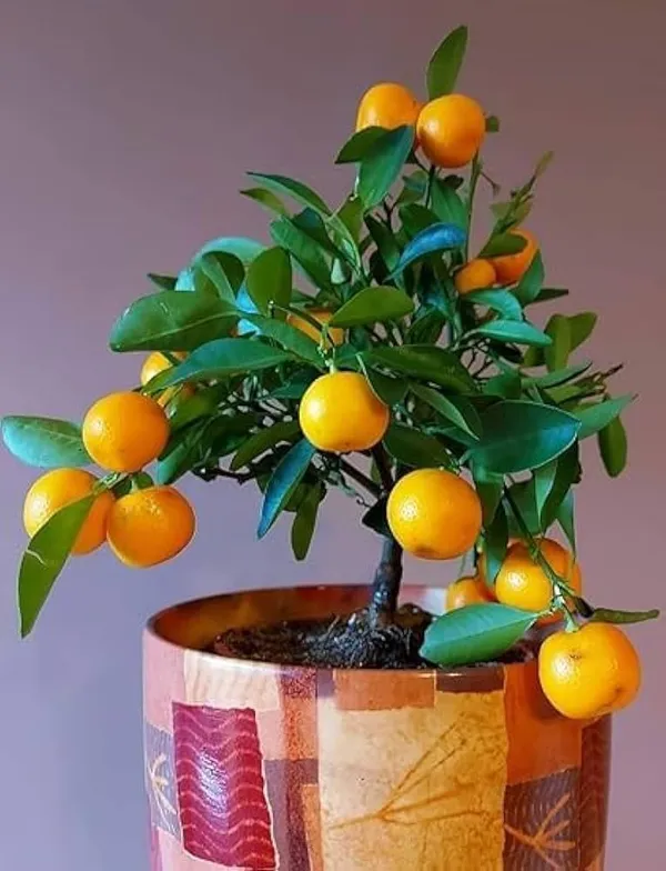 Pell_Sweet_Orange_Plant_|_Grafted_And_Hybrid_Plants